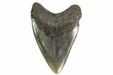Fossil Megalodon Tooth - South Carolina #149418-2